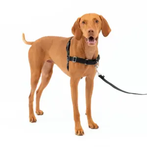 PetSafe Easy Walk No-Pull Dog Harness Perfect for Leash and Harness Training