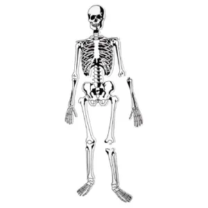 Learning Resources Double-Sided Skeleton Foam Jigsaw Puzzles | 15 Pieces