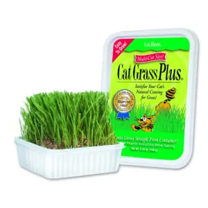 Cat A'Bout Cat Grass Plus | 150 Gram Tub