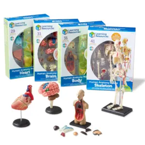 Learning Resources Anatomy Models Bundle Set 4 STEM Teacher Supplies Ages 8 (Premium Edition)