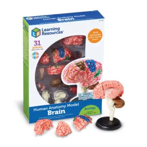 Learning Resources Brain Model | Anatomy & Science Classroom Must Haves | Human Body