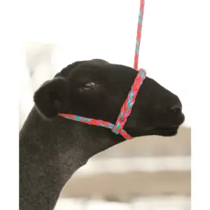 Weaver Leather Livestock Poly Rope Sheep Halter Hot Pink/Coral/Mint (Premium Edition)
