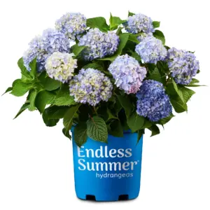 Endless Summer The Original Reblooming Hydrangea Live Shrub Inch 1-Gallon Grower Pot | 1 gal